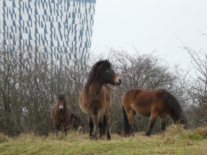 Four Exmoor ponies with Bella Sky in background